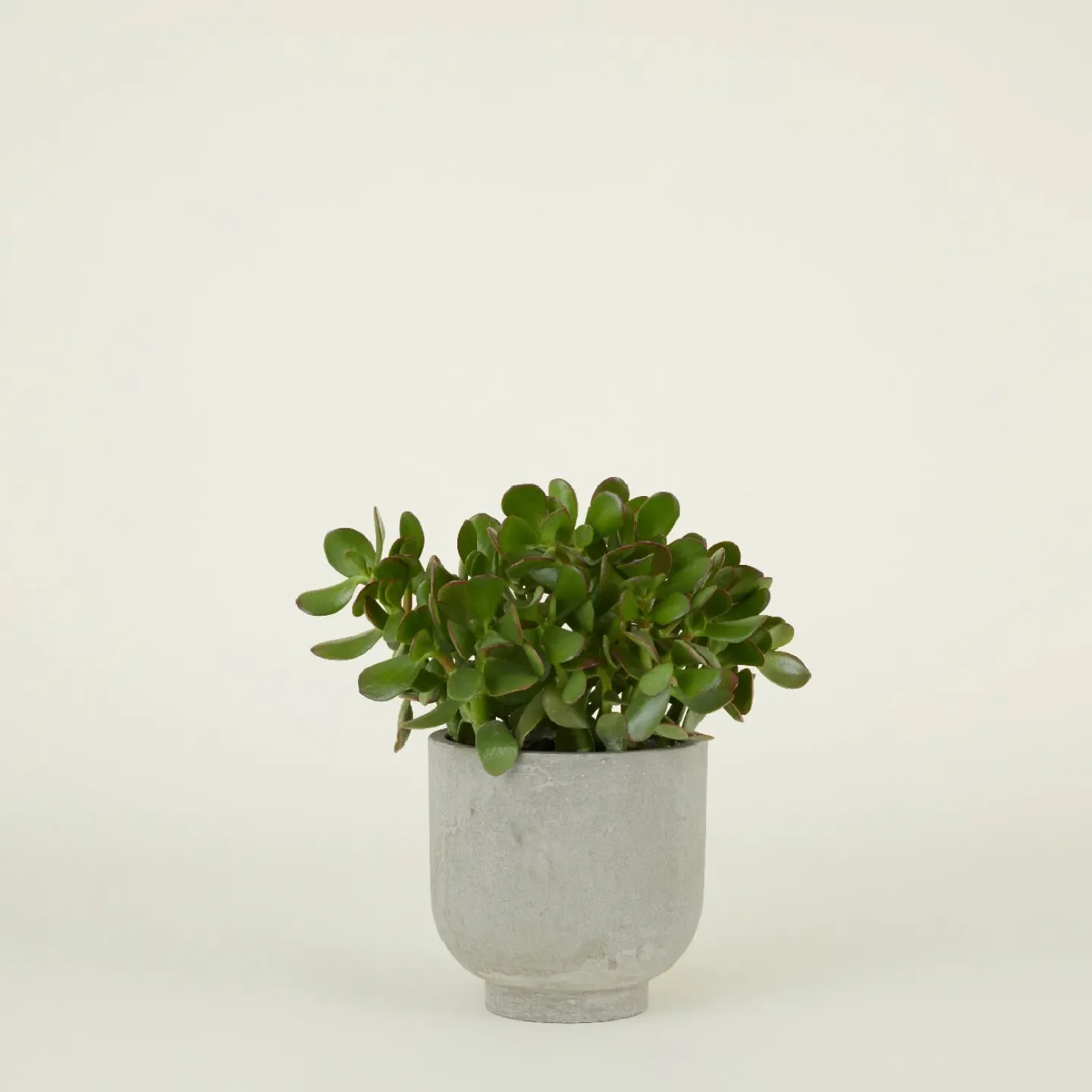 Hawkins New York Garden & Patio^Footed Planter