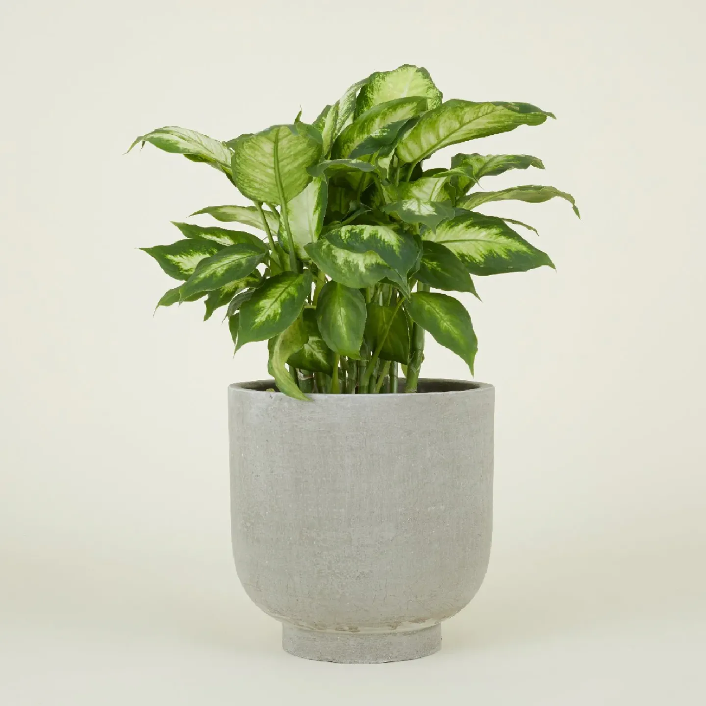 Hawkins New York Garden & Patio^Footed Planter