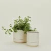 Greenery Unlimited Garden & Patio^Franklin Self Watering Planter