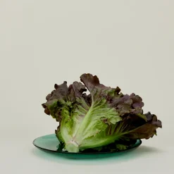 British Colour Standard Dinnerware^Glass Dinner Plate