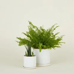 Convivial Garden & Patio^Minimal Planter